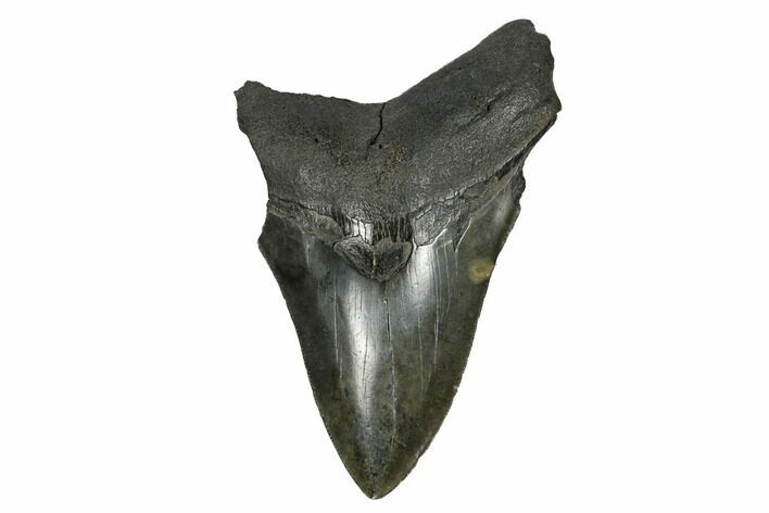 Bargain, Fossil Megalodon Tooth - South Carolina #172260